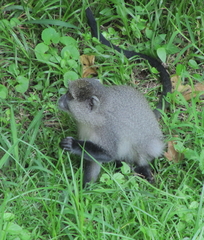 Cercopithecus mitis labiatus