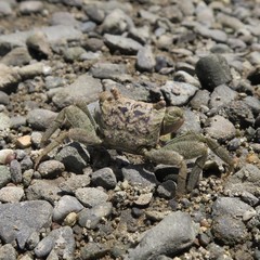 Parasesarma tripectinis