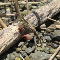 Parasesarma tripectinis