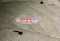 Lepidoptera