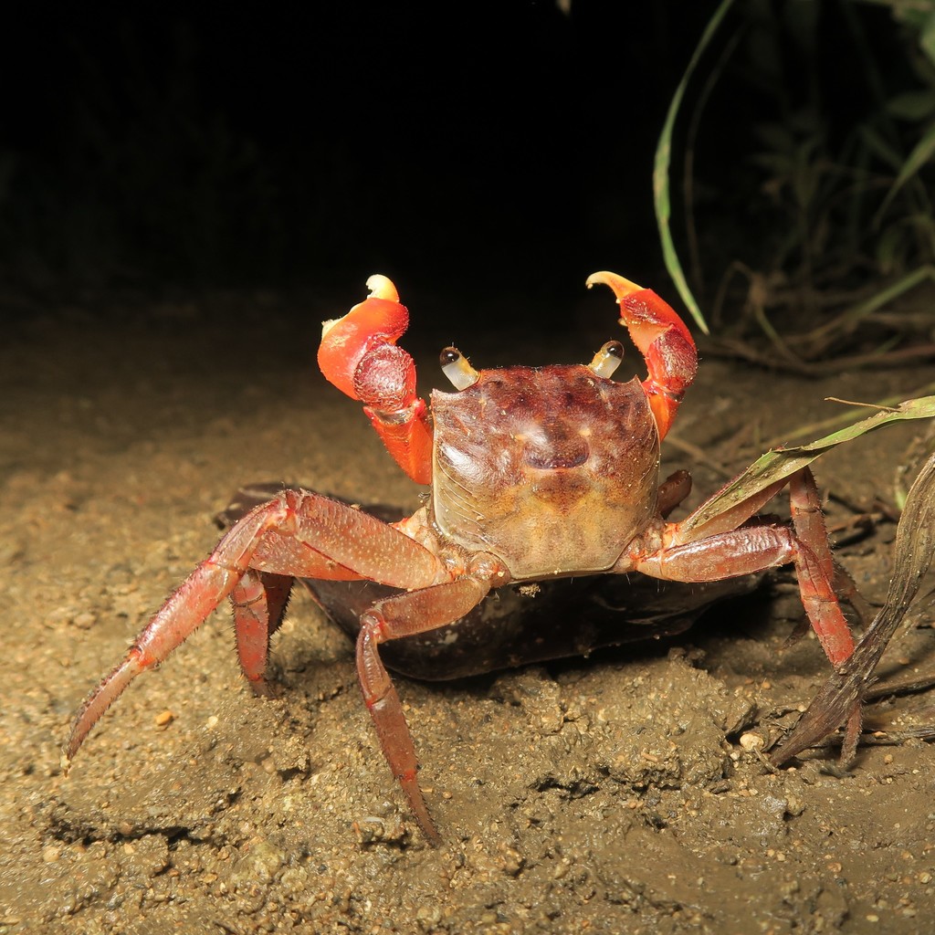 Chiromantes ryukyuanus