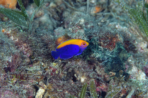 Photo of Flameback angelfish (Centropyge aurantonotus)