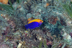 Flameback Angelfish photo 4
