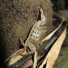 Parasesarma dumacense