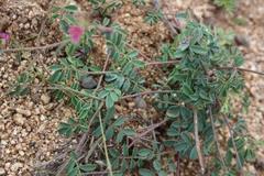 Tephrosia capensis capensis