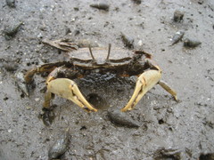 Macrophthalmus japonicus