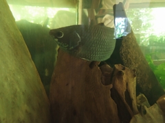 Climbing Perch photo 4