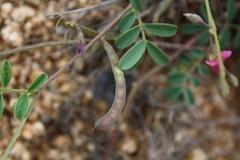 Tephrosia capensis capensis