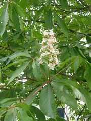 Aesculus indica