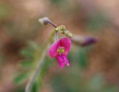 Tephrosia capensis capensis