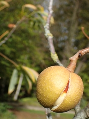 Aesculus × neglecta