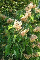 Aesculus × mutabilis