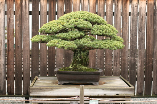 Japanese white pine