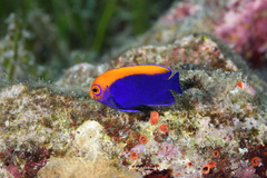Flameback Angelfish photo 3