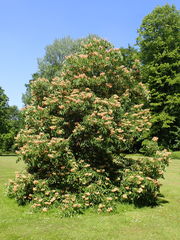 Aesculus × mutabilis