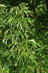 Aesculus × mutabilis