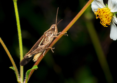 Aiolopus thalassinus