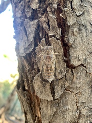 Cicada cretensis