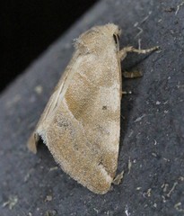 Plagiomimicus expallidus