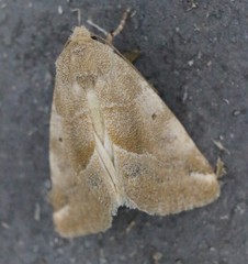 Plagiomimicus expallidus