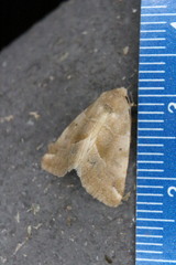 Plagiomimicus expallidus