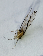 Eucallipterus tiliae