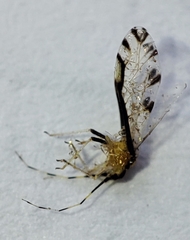 Eucallipterus tiliae