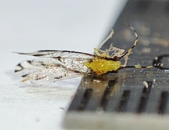 Eucallipterus tiliae