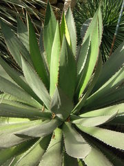 Agave ghiesbreghtii
