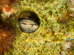 Lithophaga lithophaga