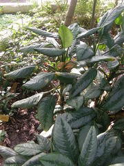 Aglaonema crispum