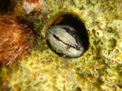 Lithophaga lithophaga