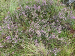 Calluna vulgaris