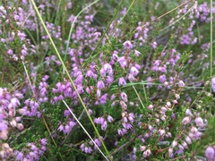 Calluna vulgaris