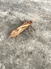 Platycentropus radiatus