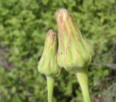 Sonchus wilmsii