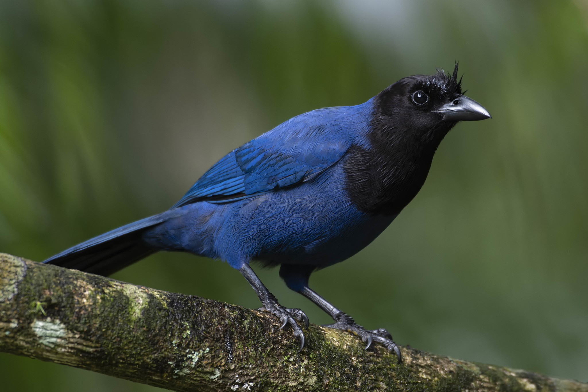 Azure Jay (Cyanocorax caeruleus) · iNaturalist