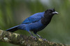 Azure Jay - Photo (c) Carlos Moura, some rights reserved (CC BY-NC), uploaded by Carlos Moura