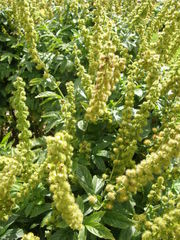 Agrimonia repens