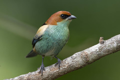 Stilpnia peruviana