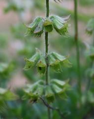 Syncolostemon persimilis
