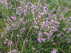 Calluna vulgaris