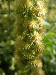 Agrimonia repens