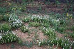 Syncolostemon persimilis