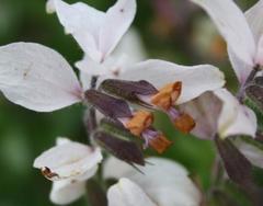 Syncolostemon persimilis