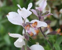 Syncolostemon persimilis