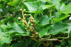 Hedera iberica