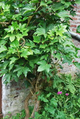 Hedera iberica