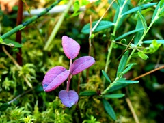 Exobasidium karstenii