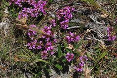 Muraltia knysnaensis